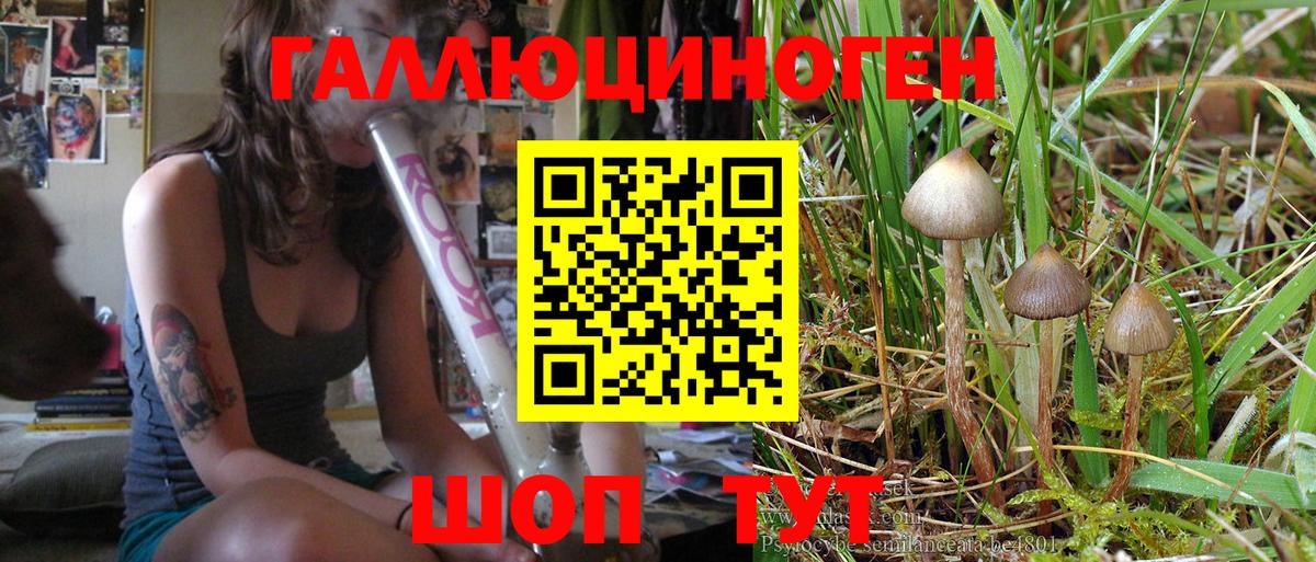 Псилоцибиновые грибы Psilocybe Кизилюрт